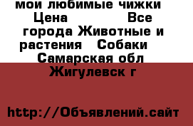 мои любимые чижки › Цена ­ 15 000 - Все города Животные и растения » Собаки   . Самарская обл.,Жигулевск г.